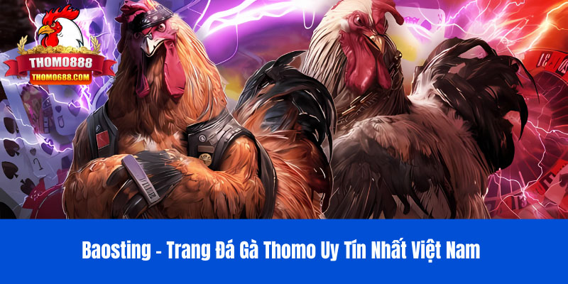 Baosting | Trang Đá Gà Thomo Uy Tín Việt Nam của Bảo Sting